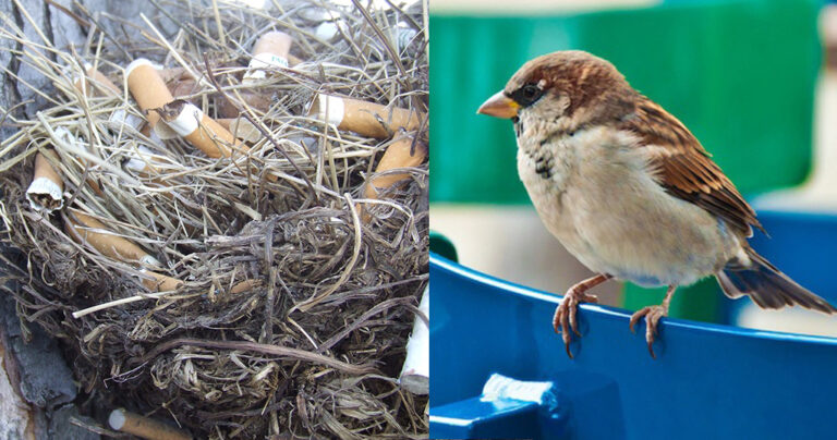 Να γιατί τα πουλιά βάζουν τσιγάρα στις φωλιές τους