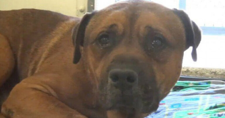 Σκύλος δεν σταματάει να κλαίει όταν η οικογένεια του τον εγκατέλειψε