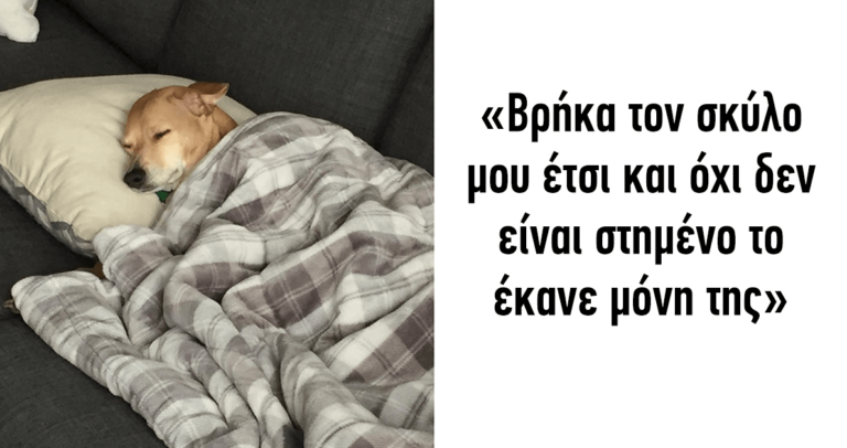 40 σκύλοι με πολύ περίεργη αλλά αστεία συμπεριφορά