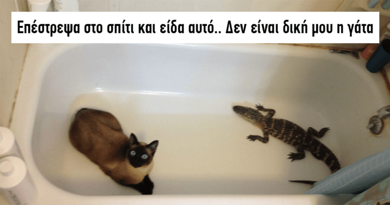 40 από τις καλύτερες «δεν είναι δική μου η γάτα» στιγμές που συνέβησαν σε ανθρώπους