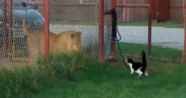 Παρακολουθήστε μια θαρραλέα γάτα να προκαλεί σε μονομαχία ένα λιοντάρι