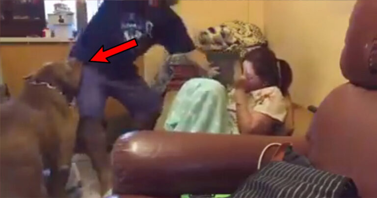 Πίτμπουλ υπερασπίζεται γυναίκα που την χτυπάει και την κλωτσάει άνδρας επανειλημμένα