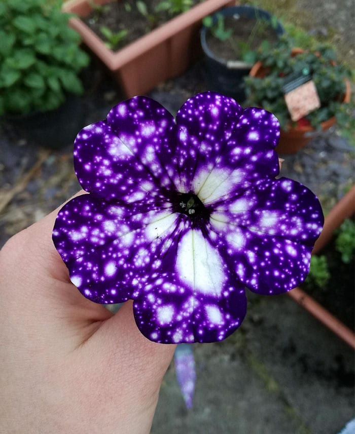 night-sky-petunia-cultivars-galaxy-flowers-16