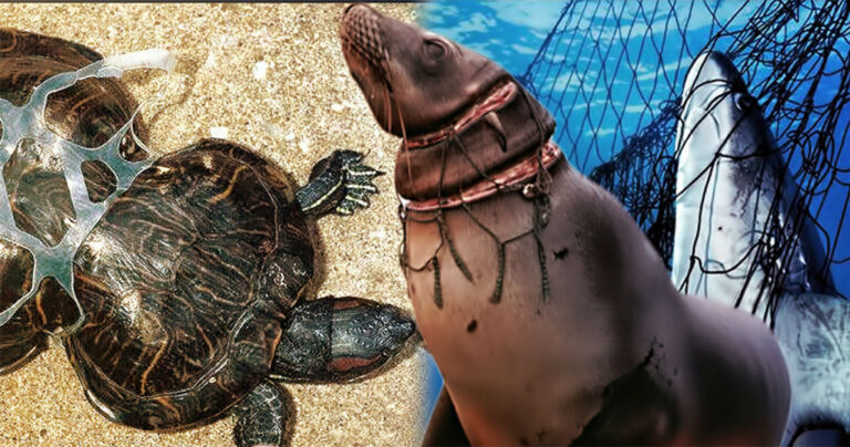 15 λυπητερές φωτογραφίες που δείχνουν πως τα σκουπίδια επηρεάζουν την άγρια ζωή