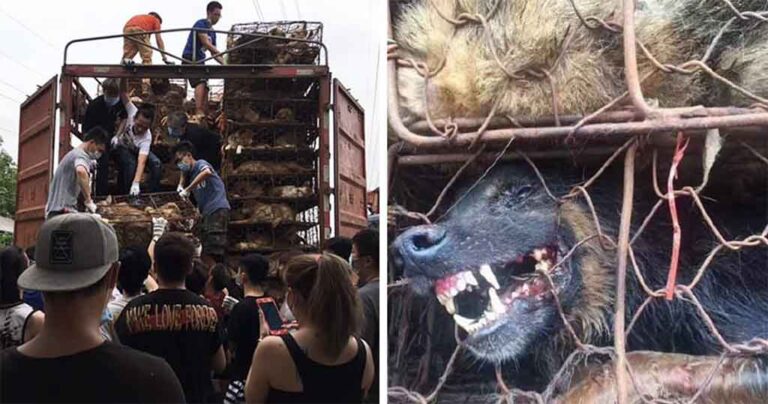 Άντρας βλέπει φορτηγό γεμάτο σκυλιά προς σφαγή το σταματάει και τα απελευθερώνει όλα