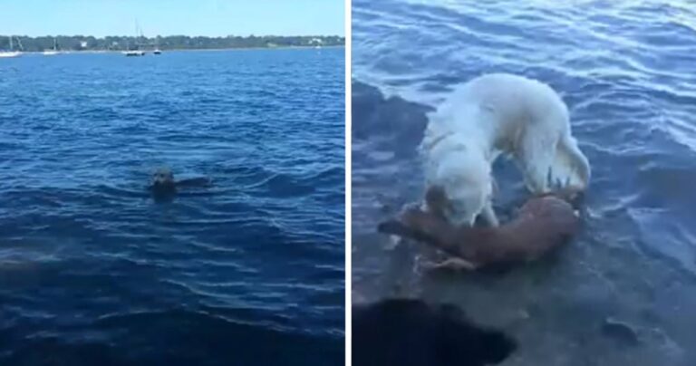 Σκύλος βλέπει ένα ελάφι να πνίγεται και βουτάει να το σώσει