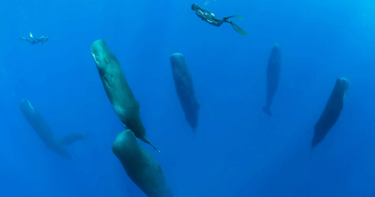 Φωτογράφος απαθανάτισε πολύ σπάνιες στιγμές φαλαινών φυσητήρων που κοιμούνται