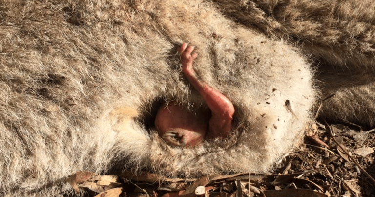 Διασώστες έτρεξαν σε ένα ατύχημα και είδαν το πιο μικρό χέρι να ζητά βοήθεια