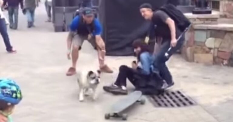 Μία ξεκαρδιστική συλλογή από γκάφες ζώων που θα σας φτιάξει τη διάθεση