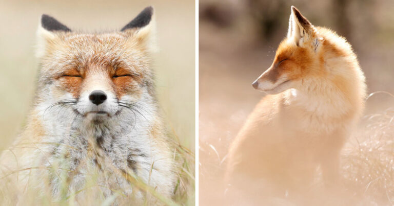 15 αλεπούδες γεμάτες σοφία που μας μαθαίνουν πώς να νικήσουμε στη ζωή