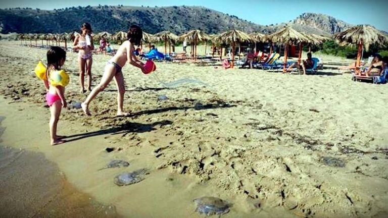 Να γιατί δεν πρέπει να βγάζετε στην παραλία τις μέδουσες