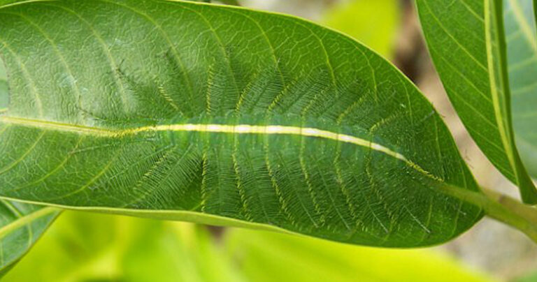 Η κάμπια «βαρόνος» κάνει το καλύτερο καμουφλάρισμα στο ζωικό βασίλειο