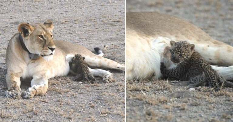 Λέαινα θηλάζει μια μικρή λεοπάρδαλη και εκπλήσσει τους επιστήμονες