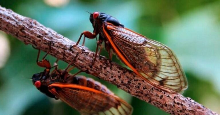 Η απίστευτη ζωή των τζιτζικιών είναι πιο συγκινητική απ’ όσο φανταζόμαστε