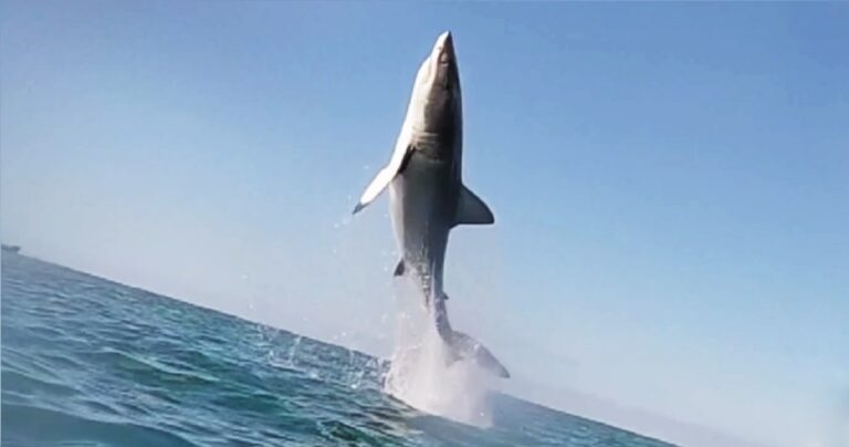 Λευκός καρχαρίας εκτινάσσεται 2,5 μετρά έξω από το νερό – Εντυπωσιακό βίντεο από εξερευνητές