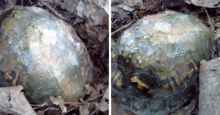 Κτηνίατρος επιδιόρθωσε το καβούκι χελώνας με υαλοβάμβακα και την επέστρεψε στη φύση