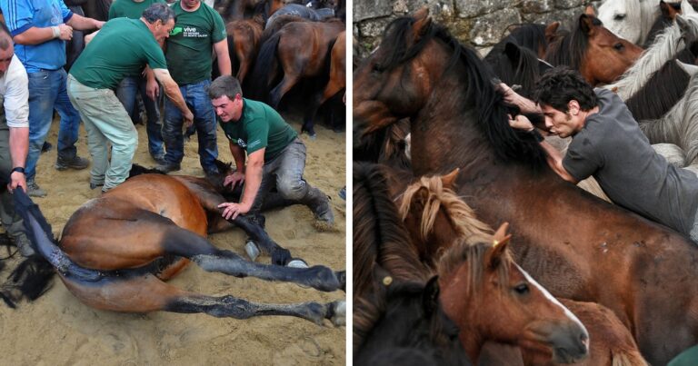 Οι ταυρομαχίες δεν είναι το μόνο βάρβαρο έθιμο στην Ισπανία – Μαντρώνουν 100αδες άλογα για να τους κόψουν την χαίτη και την ουρά