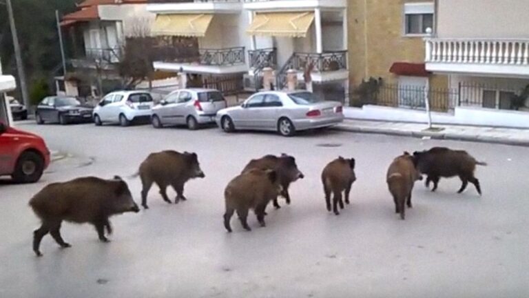 Αγριογούρουνα ψάχνουν για τροφή στις αυλές σπιτιών της Θεσσαλονίκης