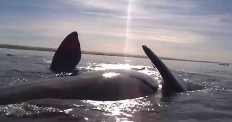 Η εντυπωσιακή στιγμή που μία φάλαινα ανεβάζει στην κοιλιά της ανθρώπους που έκαναν καγιάκ