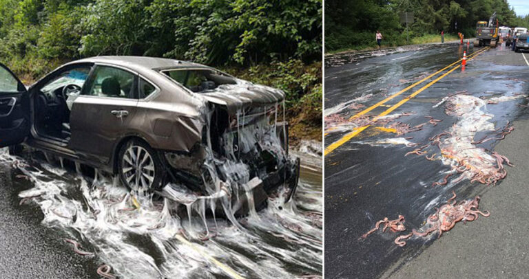 Φορτηγό που κουβαλούσε χέλια προκάλεσε ατύχημα και οι σκηνές από τον δρόμο θυμίζουν ταινία τρόμου
