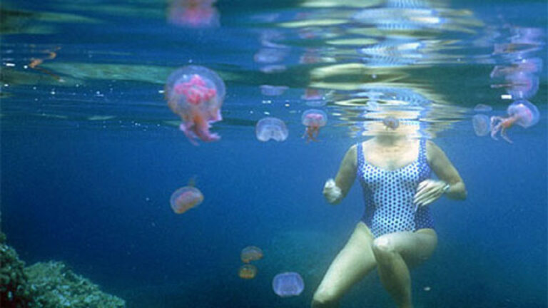 Σας τσίμπησε μέδουσα ή τσούχτρα – Διαβάστε τι πρέπει να κάνετε