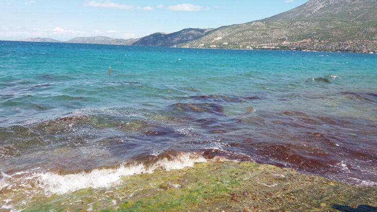 Τσούχτρες και μέδουσες «δηλητήριο» για τον τουρισμό στις ελληνικές θάλασσες