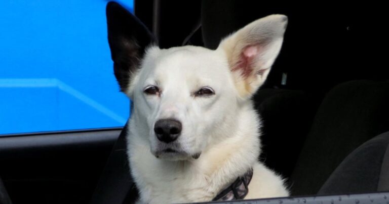 12 πράγματα που θα καταλάβουν μόνο όσοι έχουν σκύλο