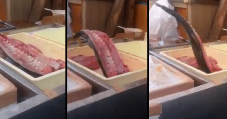 Ψάρι κομμένο στην μέση αρχίζει να σπαρταράει και το θέαμα τρομάζει