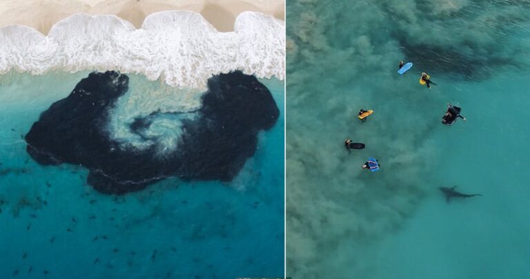 400 καρχαρίες περικυκλώνουν παιδιά που έκαναν σερφ στην Αυστραλία
