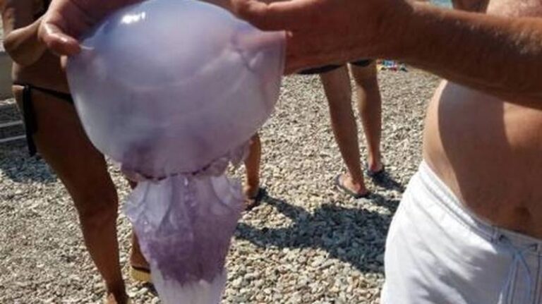 Μέδουσα-γίγας τρομοκράτησε λουόμενους στην Πάτρα