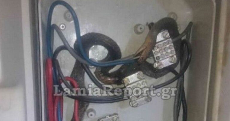 Φίδι μπήκε σε ρολόι της ΔΕΗ και έπαθε ηλεκτροπληξία στην Λαμία