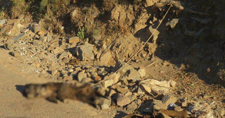 Σοκαριστικός θάνατος σκύλου από ασιτία και καύσωνα στην Κίσσαμο Χανίων