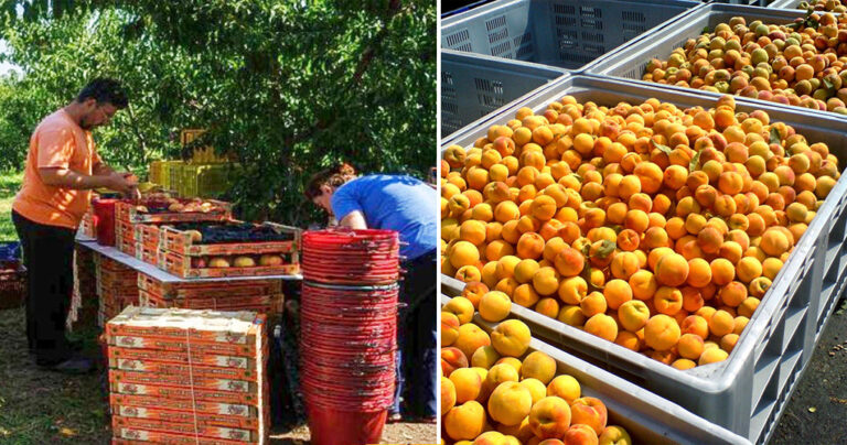 400.000 ευρώ για την απόσυρση 20.000 τόνων σάπιων ροδάκινων σε αποθήκες στην Ημαθία