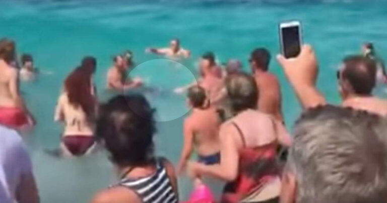 Δελφίνι κολυμπάει με τους λουόμενους στην Σκόπελο και πέφτουν πάνω του να το φωτογραφίσουν