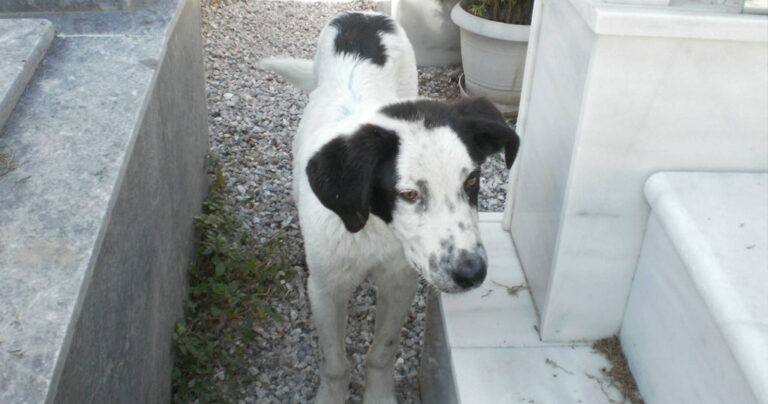 Μικρό τσοπανόσκυλο ζει ανάμεσα στους τάφους του Νεκροταφείου των Άνω Λιοσίων