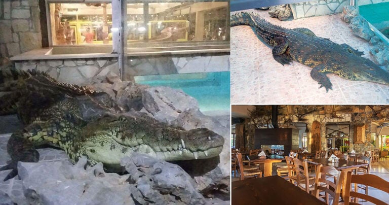 Ταβέρνα στην Κρήτη έχει ως έκθεμα κροκόδειλο σε αιχμαλωσία εδώ και 15 χρόνια