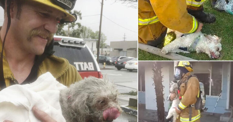 Η συγκινητική στιγμή που πυροσβέστες σώζουν σκύλο από φλεγόμενο σπίτι