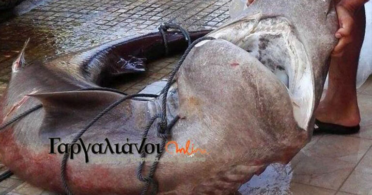 Έμπειροι ψαράδες έπιασαν καρχαρία 180 κιλών σε λιμάνι της Μεσσηνίας