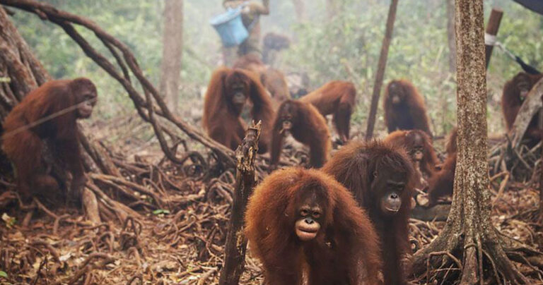 Φοινικέλαιο: Το μεγάλο πλιάτσικο στα δάση της Ινδονησίας