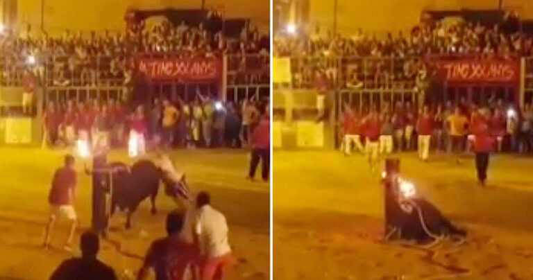 Ταύρος αυτοκτόνησε επειδή δεν άντεχε να υπομείνει το μαρτύριο του σε πανηγύρι της Ισπανίας