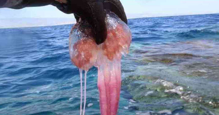 Οι τσούχτρες ενδέχεται να μείνουν στον Κορινθιακό εως 2-3 χρόνια