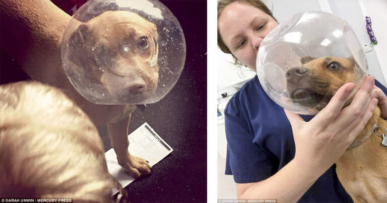 Κουτάβι νοσηλεύτηκε σε κτηνίατρο όταν σφήνωσε το κεφάλι του σε μπολ για να πάρει ένα μπισκότο