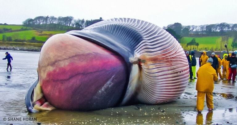 36 γεγονότα που ακούγονται σαν ψέματα αλλά είναι απολύτως αληθινά