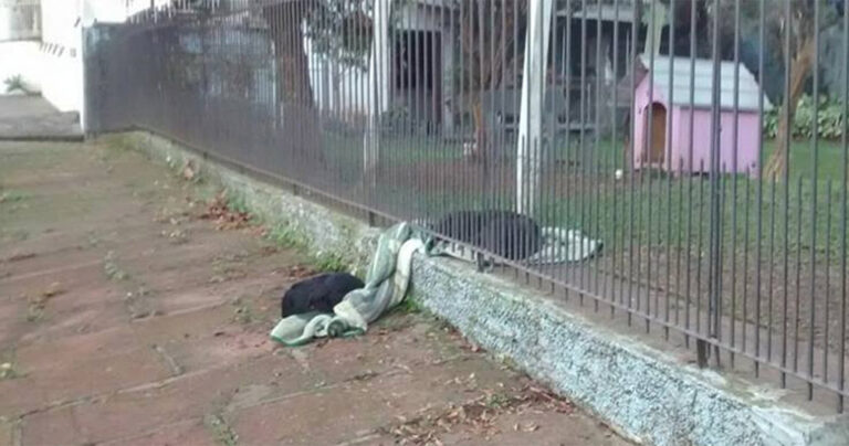 Σκύλος στη Βραζιλία σπρώχνει τη νέα του κουβέρτα για να ζεστάνει ένα αδέσποτο