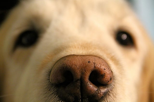 Puppy Nose