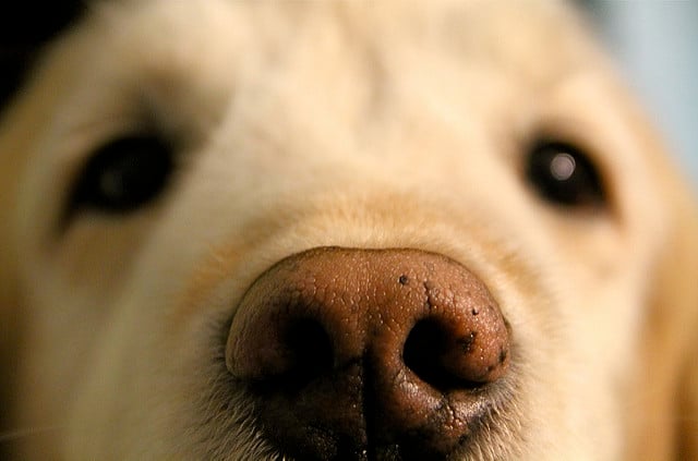 Puppy Nose