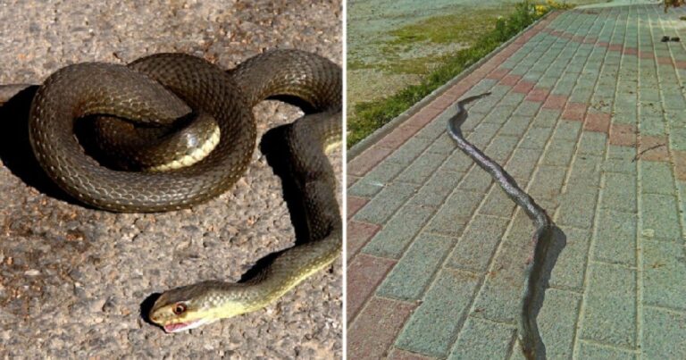 Έχει γεμίσει η Ελλάδα φίδια – Τι πρέπει να κάνετε μόλις το δείτε