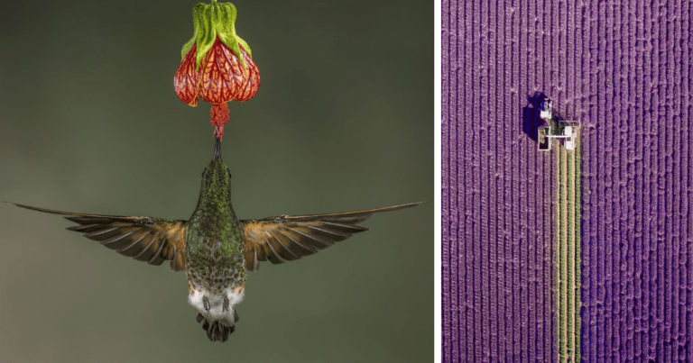 30 από τις καλύτερες φωτογραφίες του διαγωνισμού Φύσης του National Geographic