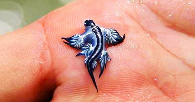 13 ζώα που είναι πολύ εξωφρενικά για να είναι αληθινά