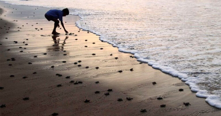 Γεννητούρια στη Ζάκυνθο – Εκκολάφτηκαν τα πρώτα χελωνάκια Καρέτα Καρέτα